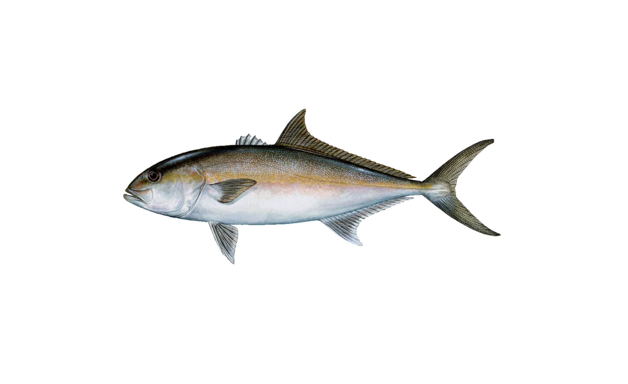 Greater Amberjack